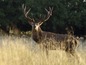 Een mannelijke edelhert met geweien staat in hoog gras.