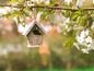 Een houten vogelhuisje hangt aan een bloeiende tak.