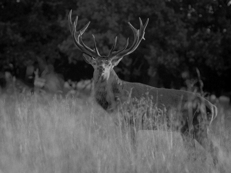 Een hert met geweien staat in hoog gras.