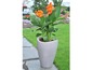 Een cannaplant met oranje bloemen in een grijze pot op een stenen pad.