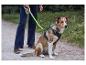 Hond zit met tuigje en lichtgevende riem, eigenaar staat ernaast.