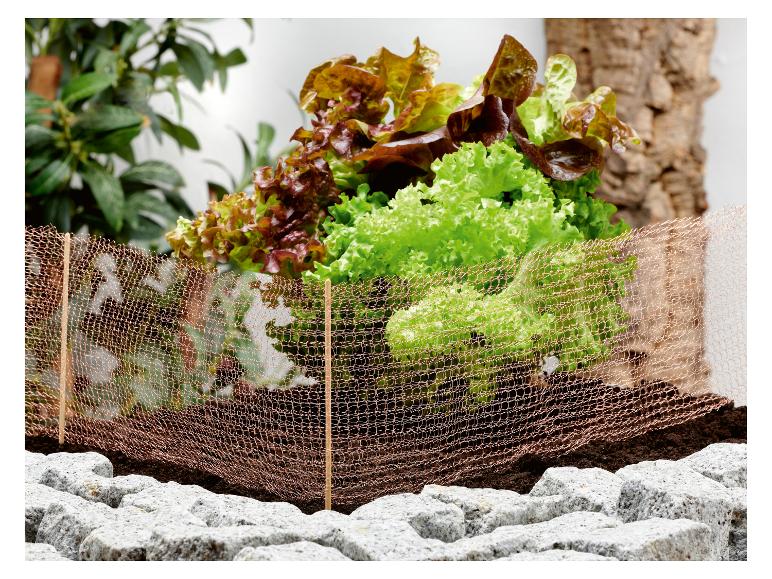 Verse sla in een bed met kopergaas en stenen.