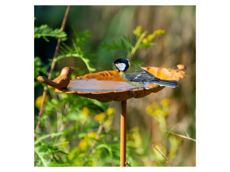 Koolmees op metalen vogelbad in de tuin.