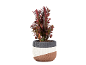 Rode cactus in pot met geometrisch patroon op zwarte achtergrond.