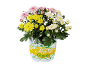 Potchrysanten met roze, gele en witte bloemen, met de tekst 'Festival Colours'.