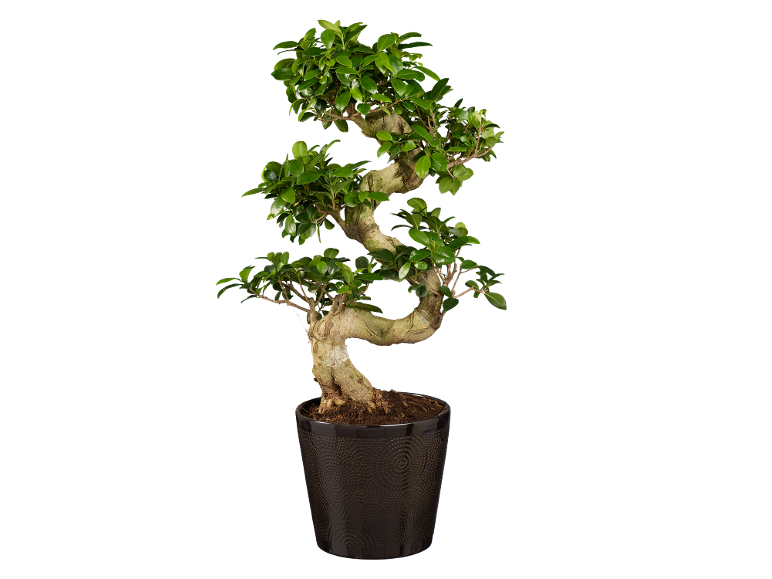 Bonsaiboom in een donkere pot met groene bladeren op een zwarte achtergrond.