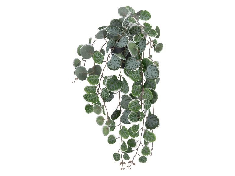 Een hangplant met kleine, ronde, bontgekleurde groene en witte bladeren.