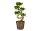 Bonsaiboom in een decoratieve pot met spiraalpatroon
