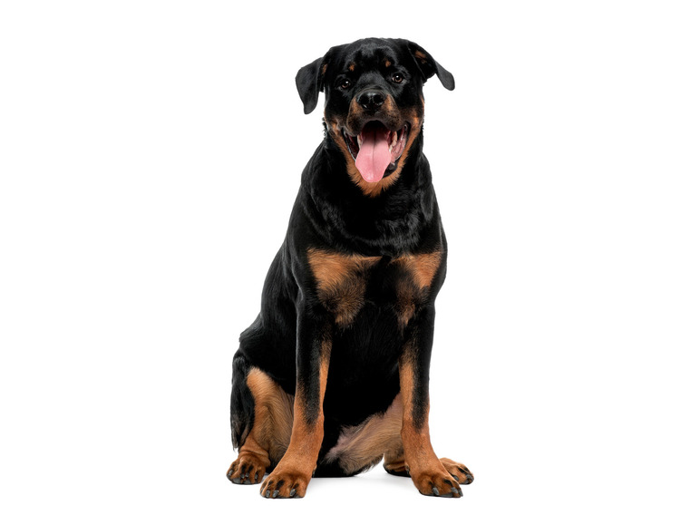 Een Rottweiler puppy zit op een witte achtergrond.