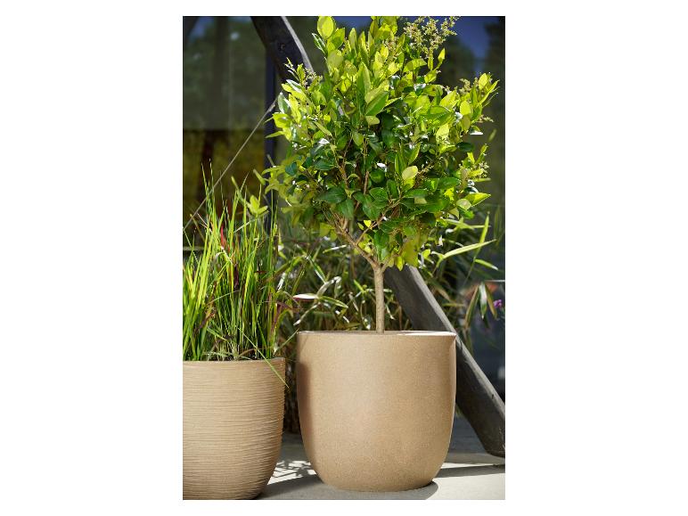 Twee plantenpotten met planten, één met gras, de andere met een kleine boom, buiten.