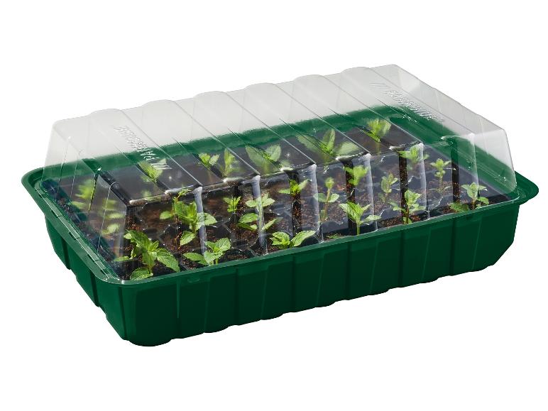 Groene minikas met transparante deksel, gevuld met kleine plantjes in potten.