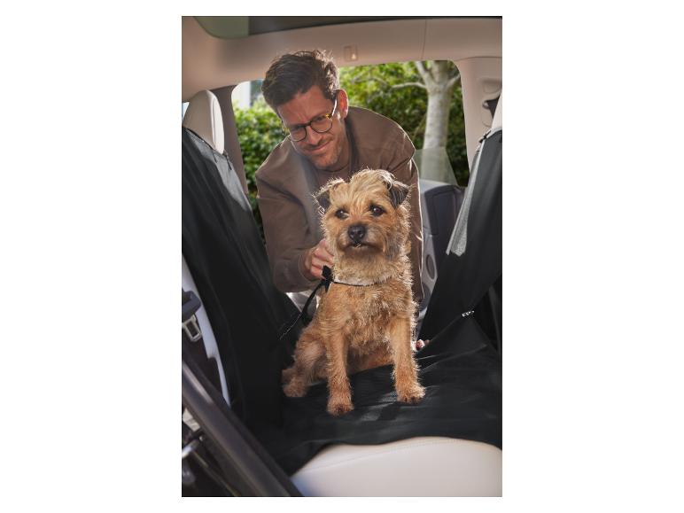 Een man bevestigt zijn hond met een autogordel.