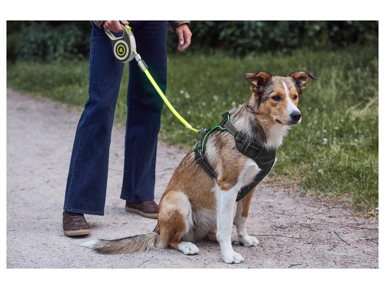 Hond zit met tuigje en lichtgevende riem, eigenaar staat ernaast.