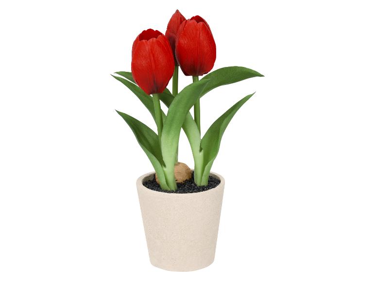 Rode tulpen in een pot met zwarte aarde