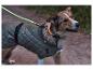 Hond met reflecterende jas en verlichte halsband wandelt in de schemering.