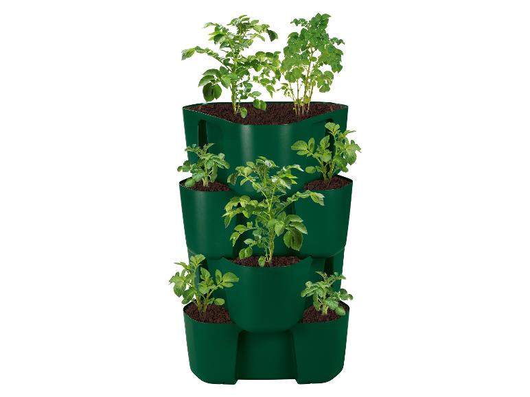 Groene verticale plantenbak met groeiende aardappelplanten.