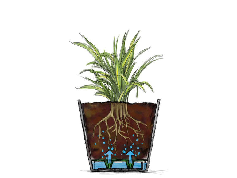 Een plant in een pot met een watersysteem.