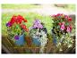 Drie blauwe plantenbakken met kleurrijke bloemen hangend aan een houten hek.