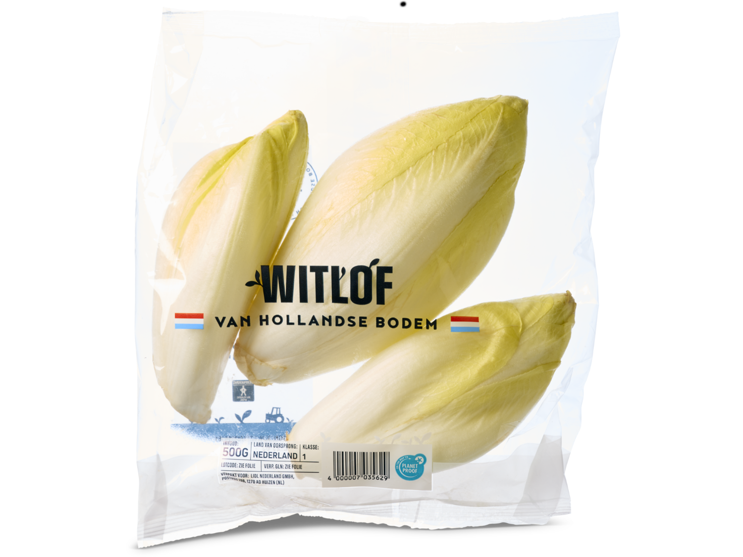 Witlof