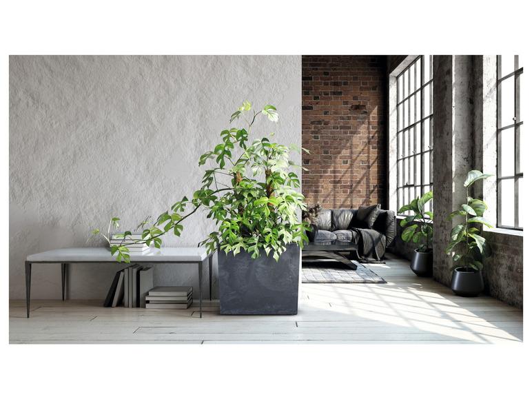 Een moderne woonkamer met een zwarte leren bank, een salontafel en planten in potten