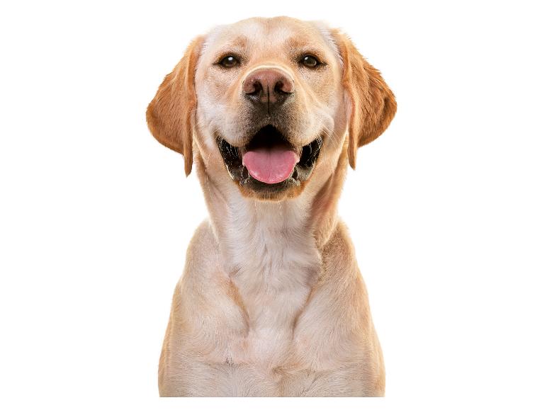 Portret van een lachende, gele Labrador Retriever.
