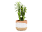 Groene cactusplant in een terracotta pot met wit en bruin geschilderde strepen.