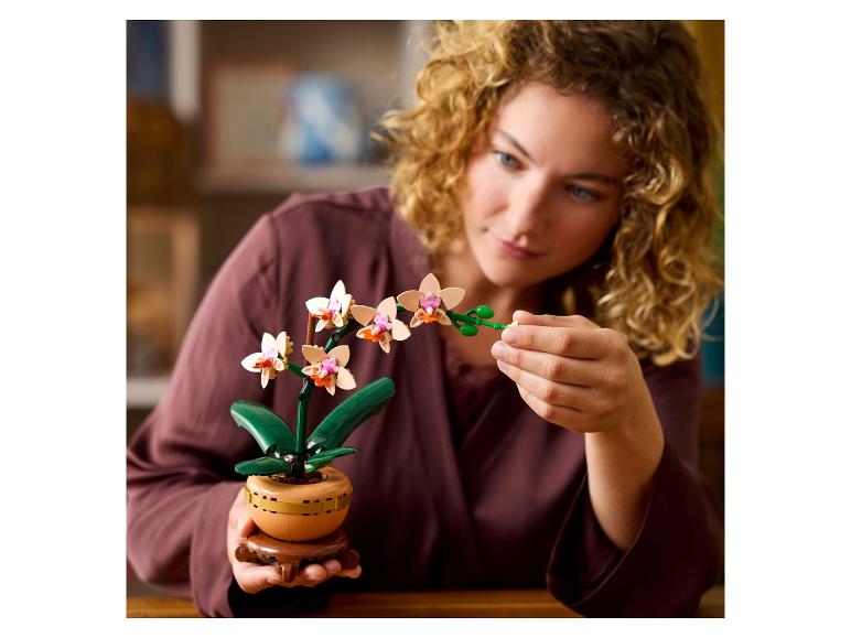 10343 Mini-orchidee