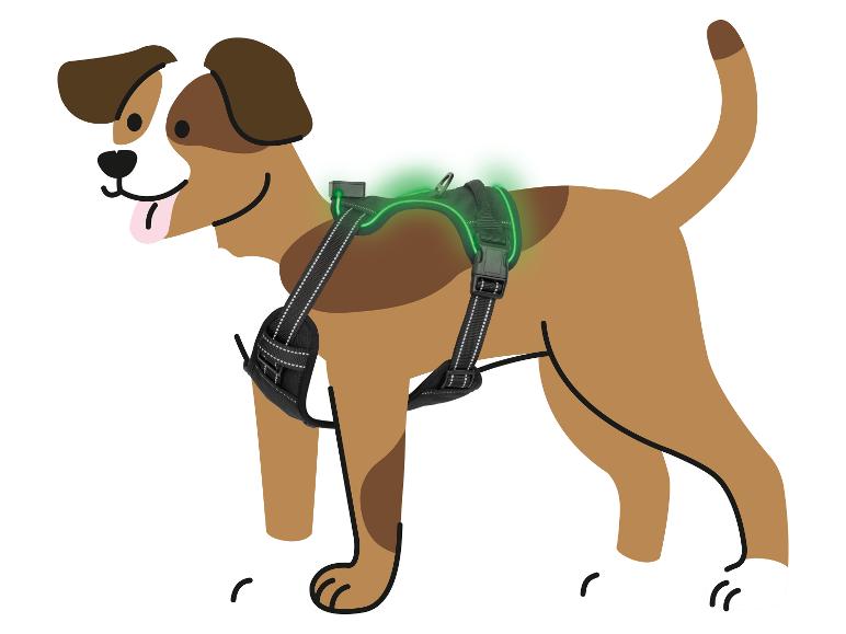Bruin-wit gevlekte hond met een groen lichtgevend harnas.