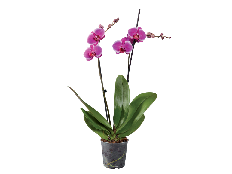 Fuchsia orchidee in transparante pot met groene bladeren en knoppen.