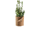 Laurierplant in een bruine, viltachtige pot.