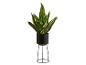 Sansevieria met groene en gele bladeren in een zwarte pot met metalen standaard.