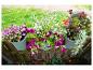 Bloempotten met geraniums, petunia's en fuchsia's hangend aan een houten hek.