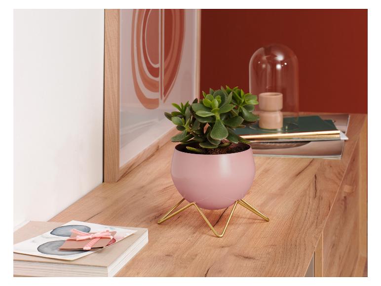 Een roze plantenbak met gouden pootjes op een houten oppervlak, naast een ingelijst plaatje en andere woonaccessoires.