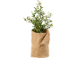 Kunstmatige olijfboom in jute pot.
