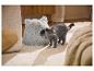 MAX & MILA'S WORLD kattenhol met een grijze Britse korthaar kat ernaast