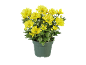 Gele chrysanten in groene pot