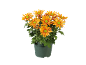 Oranje chrysanten in pot met groene harten op een zwarte achtergrond.