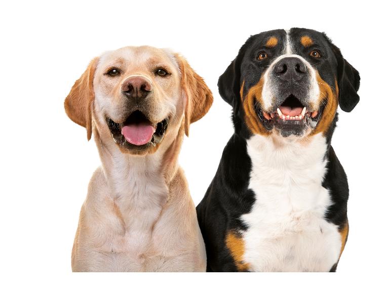 Twee honden, een golden retriever en een Berner sennenhond, glimlachend naar de camera.