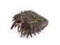 The Noble Collection Het Monsterlijke Monsterboek grote pluche knuffel