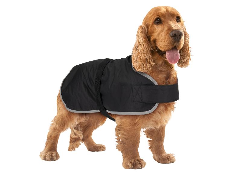 Gouden Cocker Spaniel met een zwarte hondenjas