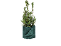 Laurierplant in groene jute verpakking