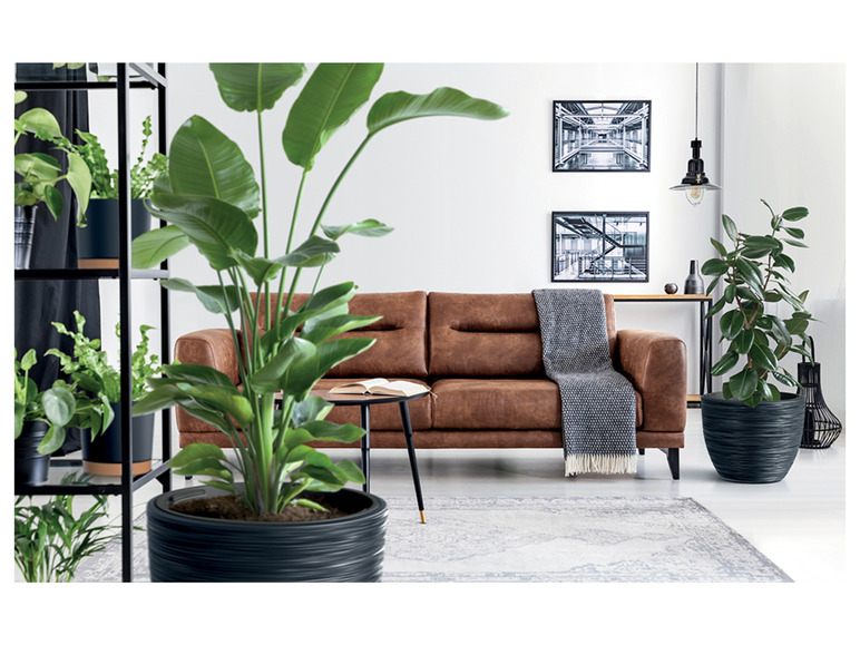 Twee planten in zwarte potten in een modern interieur met een bruine bank.
