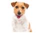 Portret van een lachende Jack Russell Terriër.