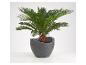 Cycas revoluta in een moderne grijze pot.