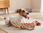 Een Jack Russell Terriër speelt met een touwtrekspeeltje.