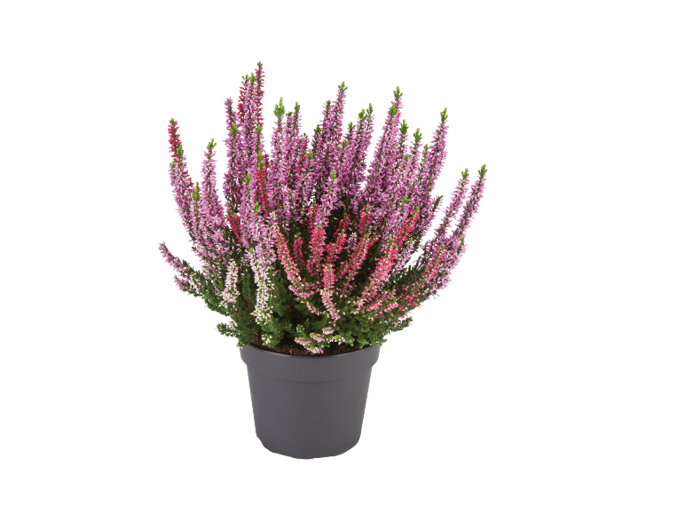 Heideplant in grijze pot met roze en paarse bloemen