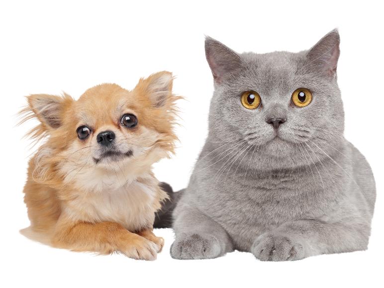 Hond en kat liggen samen op een witte achtergrond.