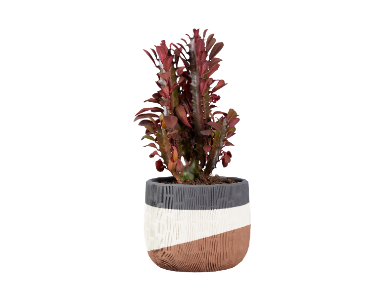 Rode cactus in pot met geometrisch patroon op zwarte achtergrond.
