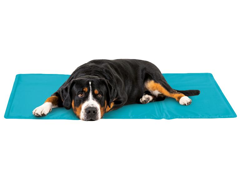 Berner sennenhond ligt op een blauwe koelmat.