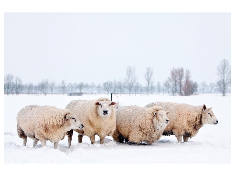 Vier dikke schapen staan in de sneeuw, met bomen op de achtergrond.